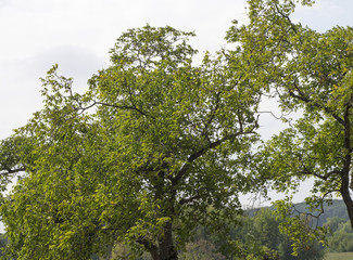 Juglans regia. Le noyer commun d'Europe.