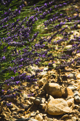 Obraz na płótnie Canvas Lavender field in Aix en Provence, France