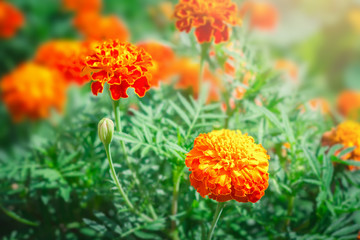 Marigold (Tagetes) orange flowers in summer