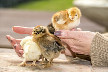 Small Chicken chicks