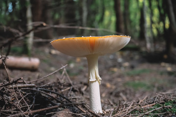Toxic mushrooms in nature
