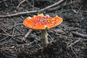 Toxic mushrooms in nature