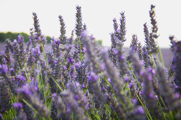 Lavender field in Aix en Provence, France