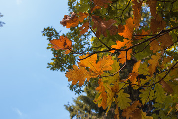 autumn oak leaves on the sky background