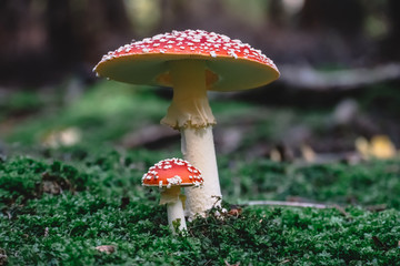 Toxic mushrooms in nature