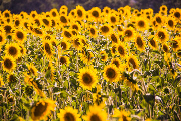 Sunflower field in Aix en Provence, France