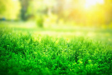 Green grass background with copy space. Summer nature landscape