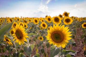 Sunflower field in Aix en Provence, France