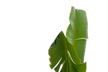 green banana leaf , green tropical foliage texture isolated on white background of file with Clipping Path .