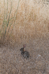 One rabbit alone