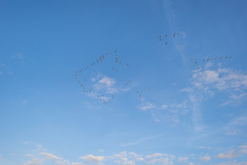 Geese flying in a blue cloudy sky in sunlight in summer