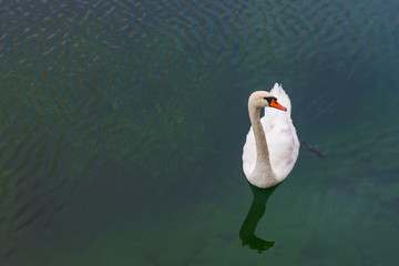 lonely Swan in the pond