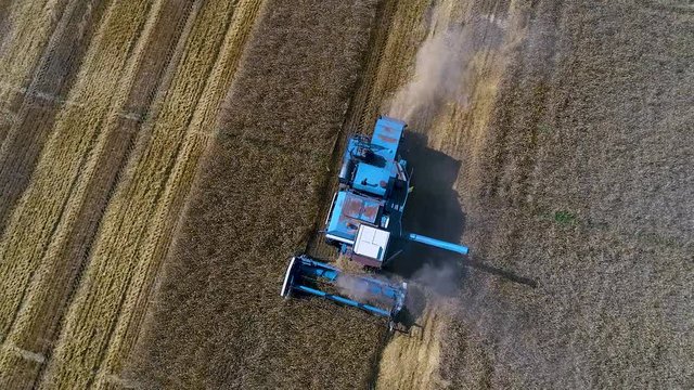Combine harvester gathers wheat. Aerial view
