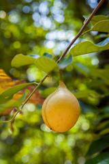 Nutmeg fruit on the tree