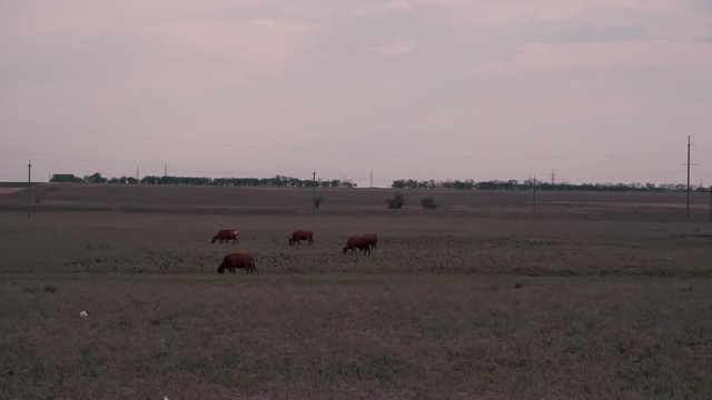 Cows grazing on a big meadow