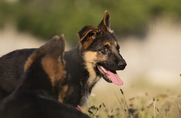 German Shepherd puppies in the grass