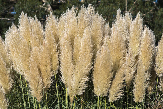 Pampus grass with a sheen from the evening sunshine