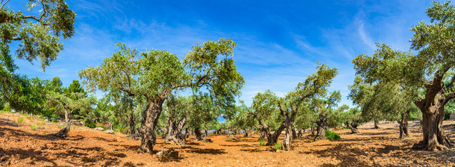 Olijfboomlandbouwplantage met blauwe zonnige hemelachtergrond