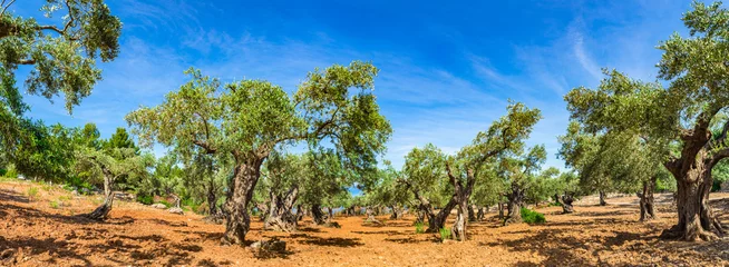 Fotobehang Olijfboom Olijfboomlandbouwplantage met blauwe zonnige hemelachtergrond