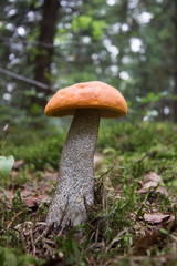 A beautiful Orange Birch Bolete mushroom (Leccinum versipelle)