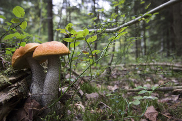 Orange Birch Bolete mushrooms (Leccinum versipelle).