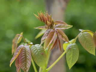 Juglans regia. Fleurs en épis et chatons du noyer commun