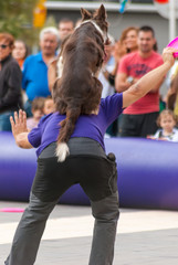 Adiestramiento perros