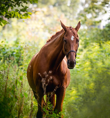 Beautiful red-haired horse posing against a background of green foliage