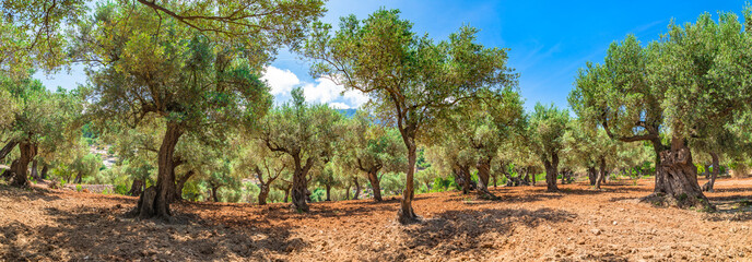 L& 39 agriculture de plantation de panorama de paysage de champ d& 39 oliveraie