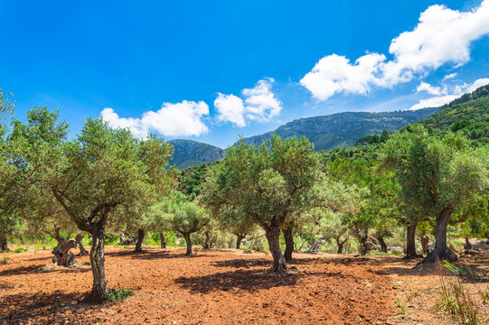 Oliven Baum Plantage Acker Feld Mediterran Landschaft