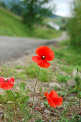 Beautiful red poppies flowers grow on the roadside. Behind the poppies is a road that goes to the...