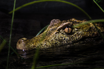 A crocodile waiting for its prey