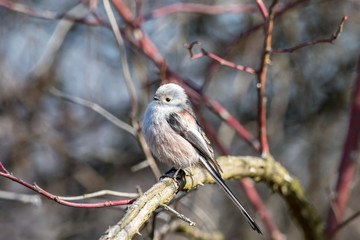 Long-tailed tit or bushtit (Aegithalos caudatus) perching on tree brunch with blurred background. Tiny light bird with a short beak and long narrow tail.