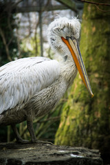 Dalmatian pelican with green tree background