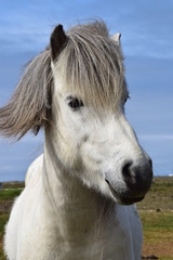 Obraz na płótnie Canvas Portrait of an Icelandic horse, grey.