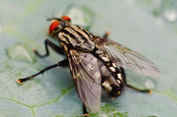 fly on a leaf
