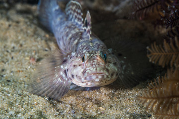 Barehead Goby (Caffrogobius nudiceps) underwater of fish laying on the sand facing the camera. 