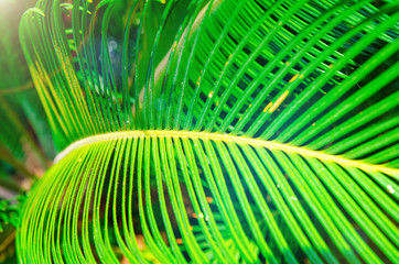 palm leaves