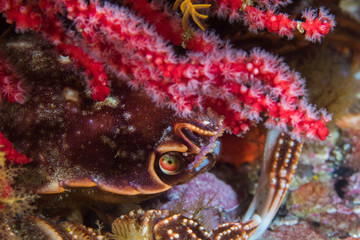 Cape rock crab (Plagusia chabrus) underwater close up, peeking out from under a sea fan.