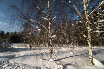 trees in winter
