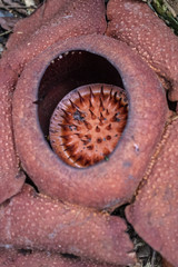 Blooming Rafflesia plant close-up in Malaysia
