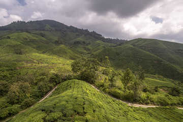 Fototapeta na wymiar Broad Sunlit Tea Plantations, Cameron Highlands, Malaysia