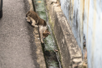 Obraz premium Kitten drinking from a Streetside Canal in Malacca, Malaysia