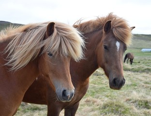 Obraz na płótnie Canvas Two Icelandic horses. Chestnut and flaxen chestnut