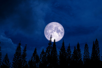 full moon back silhouette pine in dark night sky