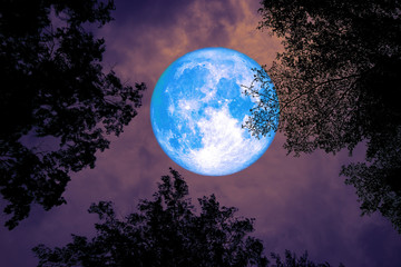 full moon back silhouette between top branch tree night sky