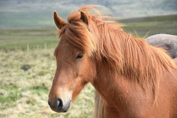 Portrait of an Icelandic horse, chestnut.