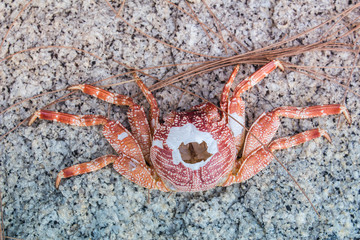 Red Dead Sea Crabs in Phuket Thailand