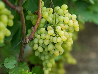 grapes on vine stock at wine yard