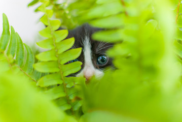 gatito entre helechos